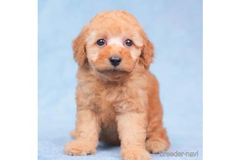 成約済の千葉県のトイプードル-203738の1枚目